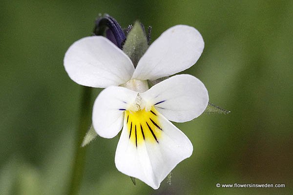 Sweden, Sverige, Wildflowers, Blommor, Bloemen, Zweden