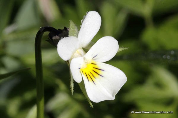 Vilda blommor i Sverige