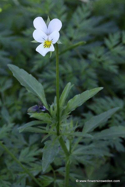 Sweden Wildflowers