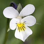 Viola arvensis - Flowers, Sweden, Flora