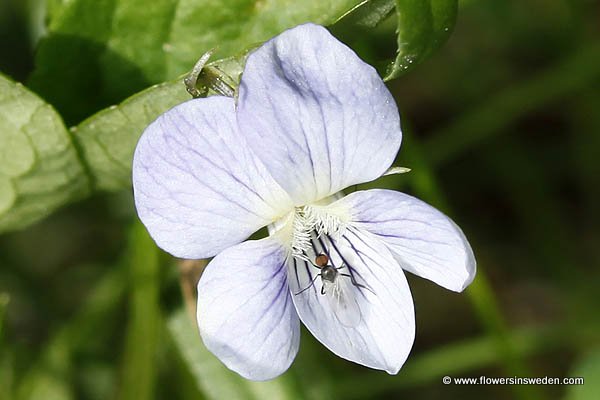 Flowers in Sweden