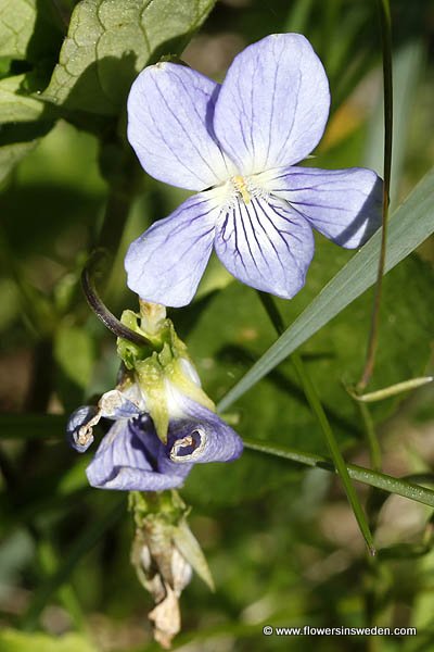 Vilda blommor i Sverige