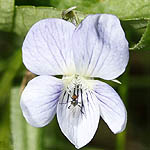 Viola canina - Flowers, Sweden, Flora