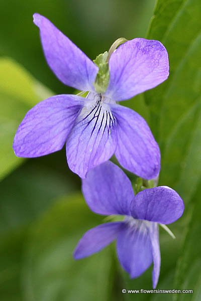 Botany, Wildflowers