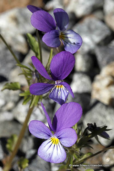 Flowers in Sweden