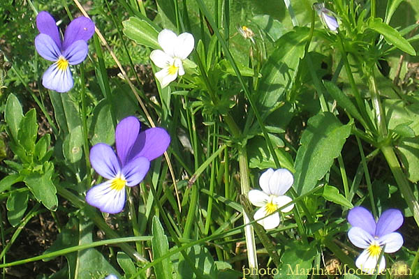 Vilda blommor i Sverige: Viola tricolor, Styvmorsviol, Wildes Stiefmütterchen, Driekleurig viooltje, Wild Pansy, Heartsease 