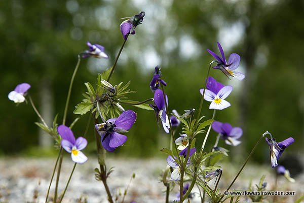 Wild Flowers of Sweden