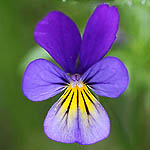 Two or multi-coloured flowers in Sweden